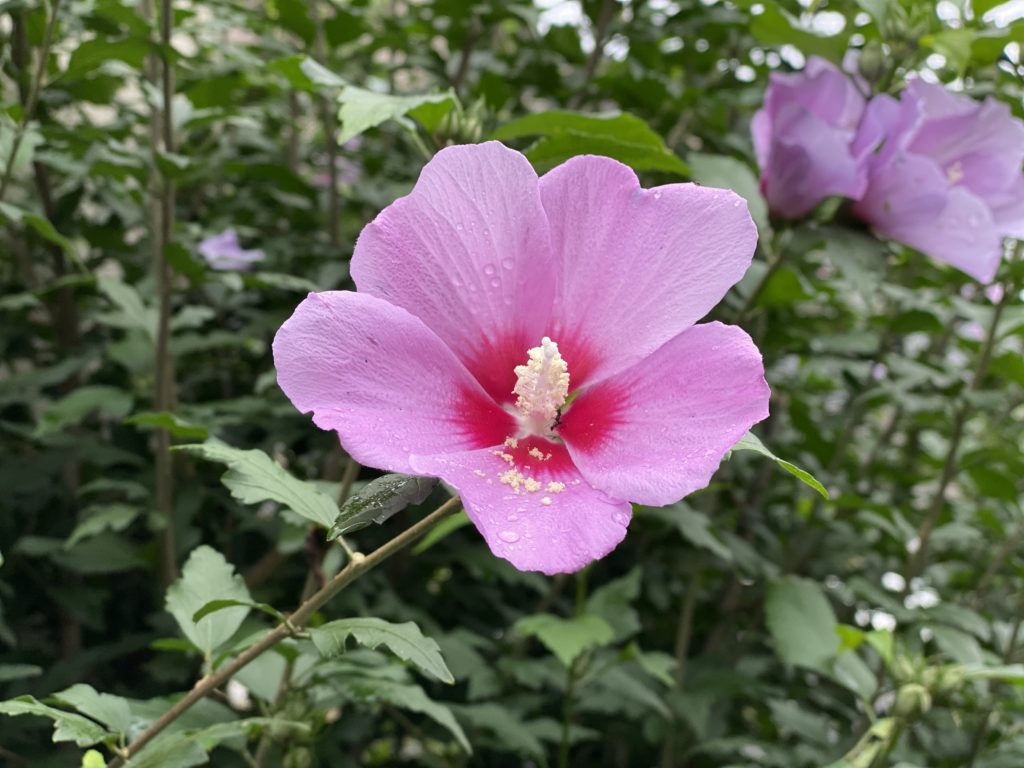 この日の花