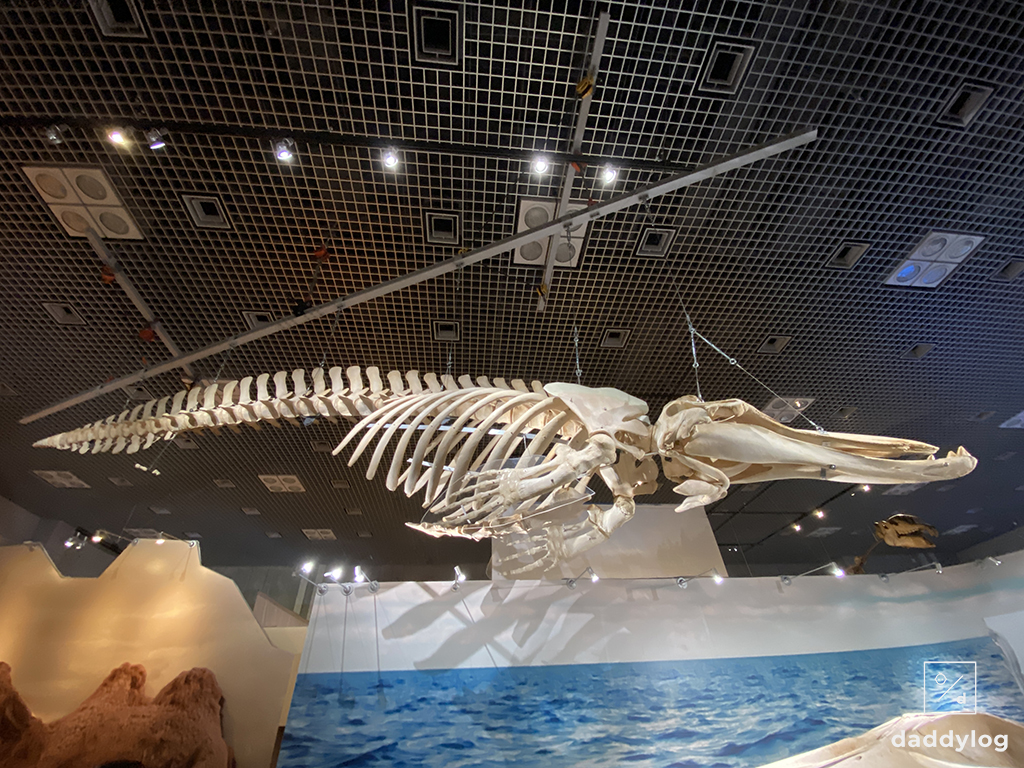 イワシクジラの骨格標本